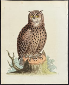 Edwards - Horned Owl. 227