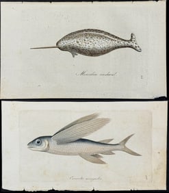 Blumenbach - 4 Natural History Engravings: Flying Fish, Turtle or Tortoise, Whale, Narwhal