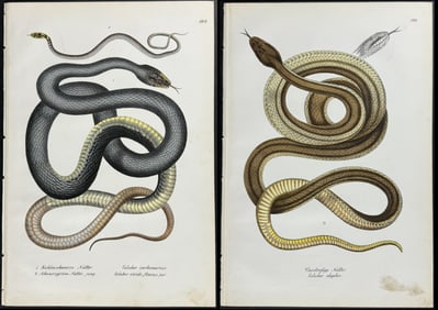 Schinz - 9 Snake Lithographs