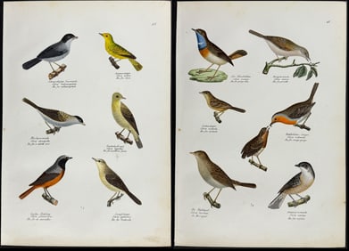 Schinz - 6 Bird Lithographs