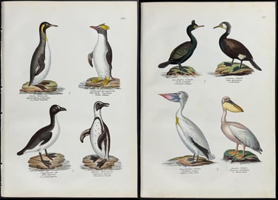 Schinz - 8 Shore or Water Bird Lithographs