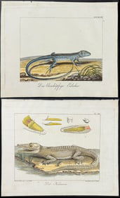 Wolf & Bock - Pair of Engravings of Caiman Crocodile or Alligator & Lizard