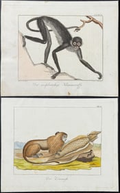 Wolf & Bock - Pair of Primate or Monkey Engavings (with Corn)