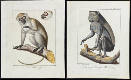 Wolf & Bock - 3 Primate Engravings: Lemur, Monkey