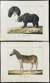 Wolf & Bock - Pair of Engravings of Black Bear & Quagga