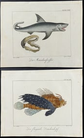 Wolf & Bock - Pair of Engravings of Great White Shark & Scorpionfish