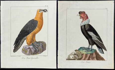 Wolf & Bock - 3 Bird of Prey Engravings