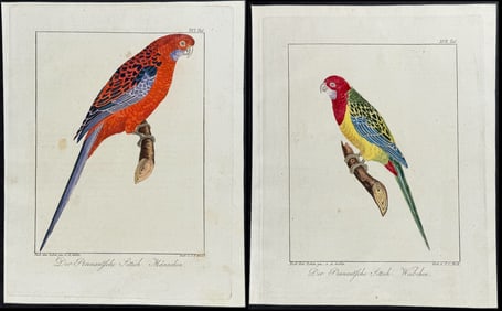 Wolf & Bock - Pair of Ara or Macaw Engravings