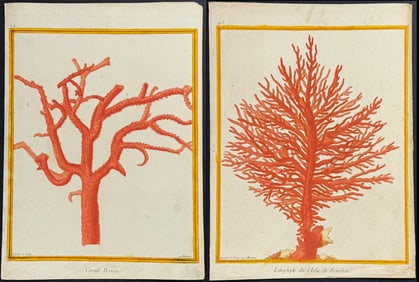 Buffon - Pair of Coral Engravings
