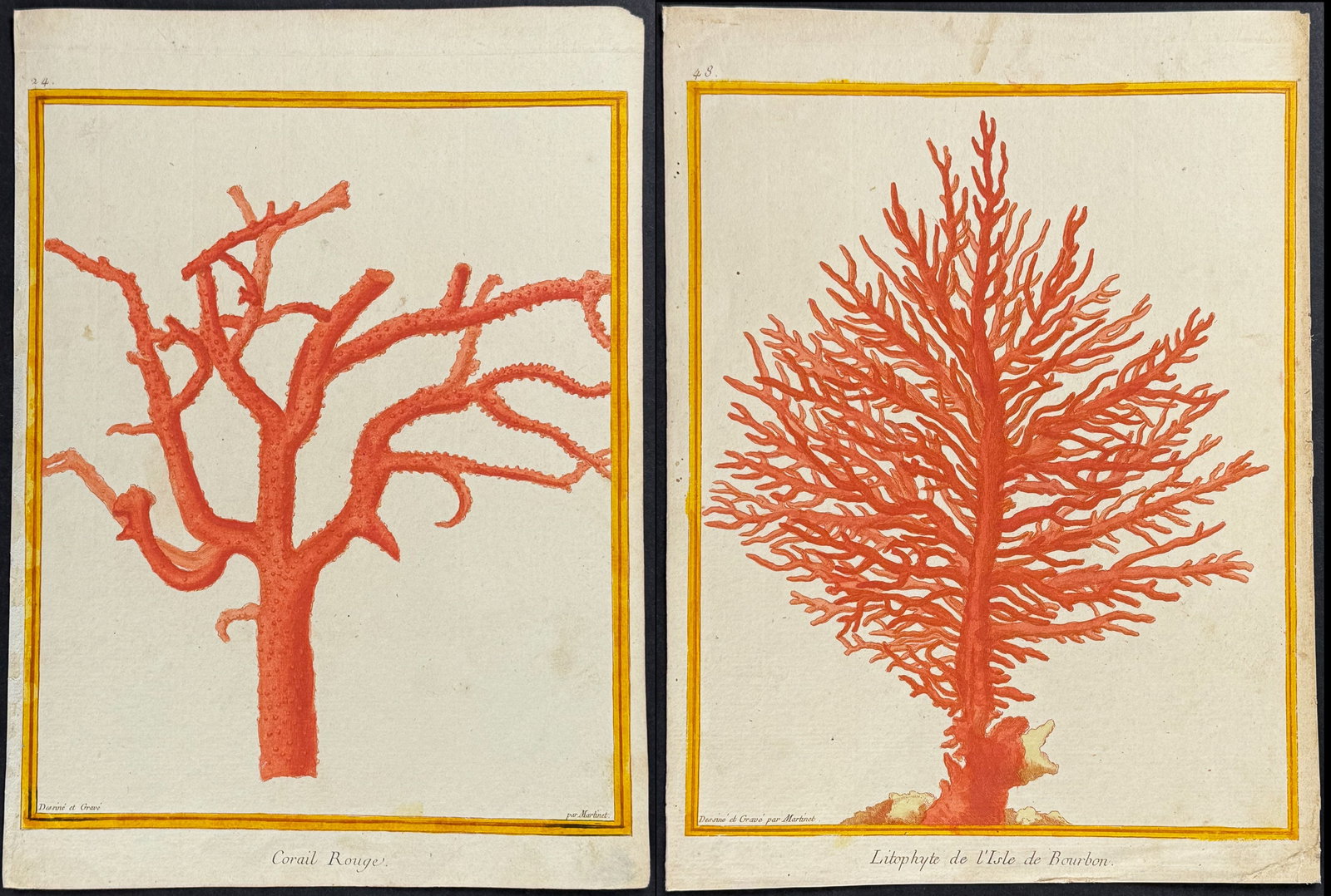 Buffon - Pair of Coral Engravings (1 of 3)