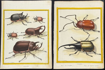 Buffon - 3 Beetle Engravings