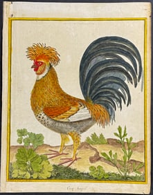 Buffon - Rooster or Chicken. 9