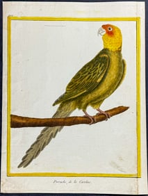 Buffon - Carolina Parakeet or Parrot. 499