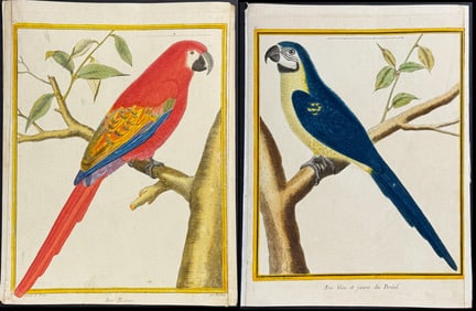 Buffon - Pair of Ara or Macaw Engravings