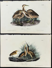 Audubon - Pair of Bittern Lithographs