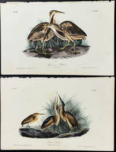 Audubon - Pair of Bittern Lithographs: Included in this lot: American Bittern. 365 Least Bittern. 366 Description of the work: This hand-colored lithograph comes from John James Audubon's first octavo edition of Birds of America published