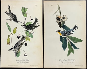 Audubon - 3 Wood-Warbler & Flycatcher Lithographs