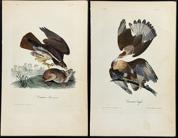 Audubon - Pair of Bird of Prey Lithographs