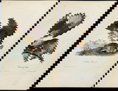 Audubon - Pair of Bird of Prey Lithographs: Included in this lot: Caracara Eagle. 4 Common Buzzard. 6 Description of the work: This hand-colored lithograph comes from John James Audubon's first octavo edition of Birds of America published from