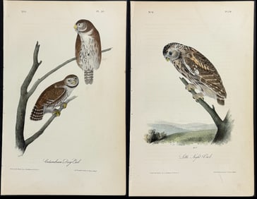 Audubon - 4 Owl Lithographs