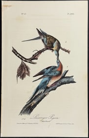 Audubon - Passenger Pigeon. 285