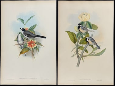 Gould - 4 Bird Lithographs
