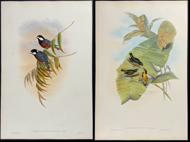 Gould - 4 Bird Lithographs