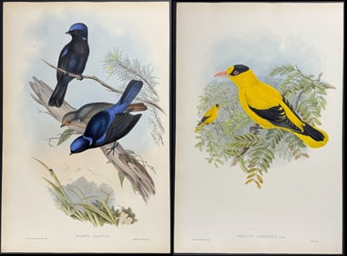 Gould - 3 Bird Lithographs