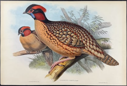 Gould - Dr. Cabot's Horned Pheasant
