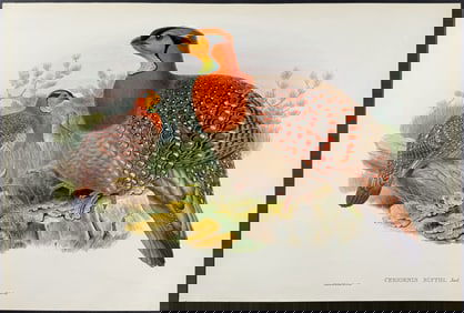 Gould - Blyth's Horned Pheasant