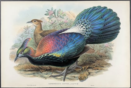 Gould - De L'Huys's Monaul Pheasant