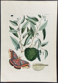 Catesby - Cecropia Moth with Custard Apple. 86