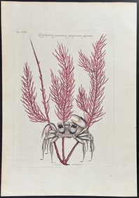 Catesby - Sand Crab with Gorgonian. 35