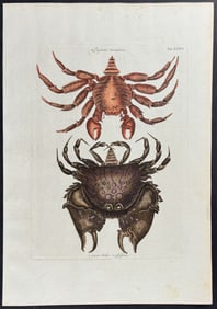 Catesby - Red Mottled Rock Crab & Rough Shelled Crab. 36