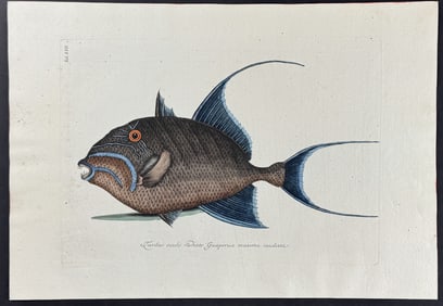 Catesby - Old Wife. 22
