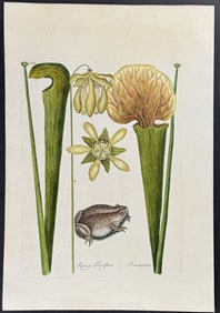 Catesby - Land Frog (Southern Toad) with Yellow Pitcher Plant (Carnivorous). 69