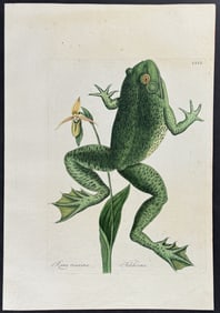 Catesby - Bull Frog with Lady?s Slipper. 72