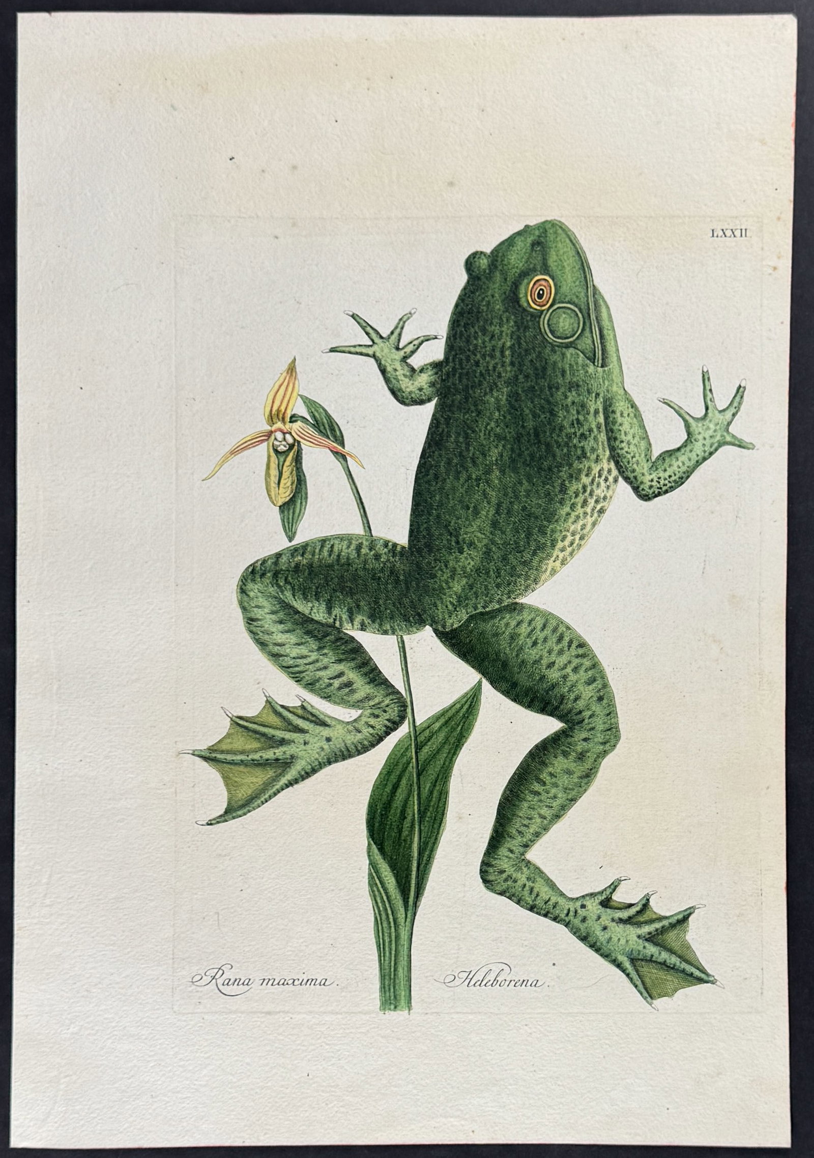 Catesby - Bull Frog with Lady?s Slipper. 72: This stunning, originally hand-colored engraving is from Mark Catesby's Piscium Serpentum Insectorum aliorumque nonnullorum animalium nec non plantarum quarundam imagines quas Marcus Catesby in poster