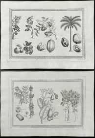 Prevost - 5 Botanical Engravings
