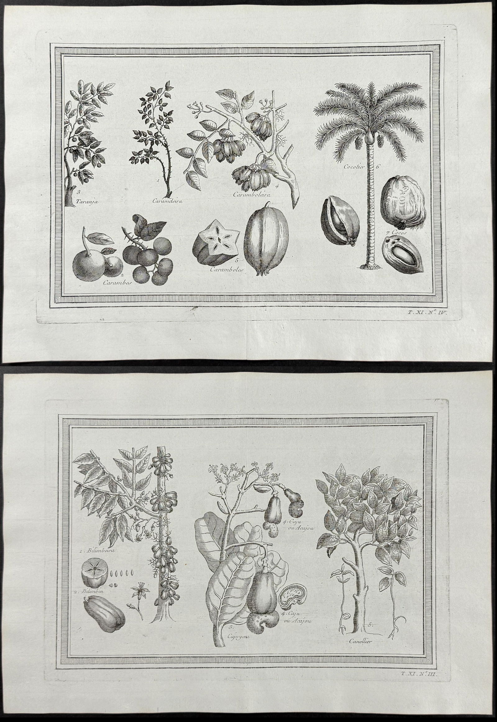 Prevost - 5 Botanical Engravings