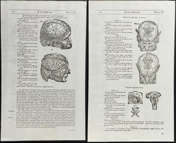 Pare, pub. 1664 - 3 Pages with Brain Anatomy