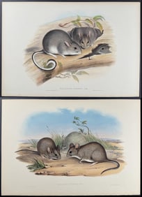 Gould, Australia - 4 Hapalotis Lithographs