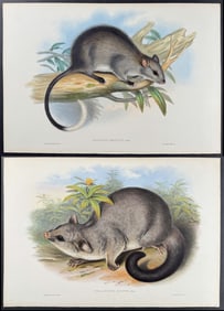 Gould, Australia - Pair of Mammal Lithographs
