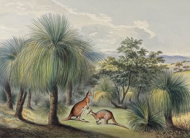 Angas, Australia - Grass Trees at Yankalilla with the Red Kangaroo. 3