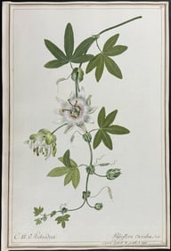 Original Watercolor of Passion Flower (Passiflora coerulea) after Knapp for Cavendish (according to