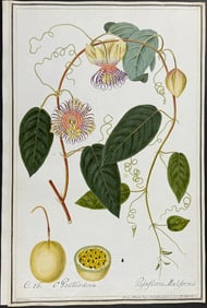 Original Watercolor of Passion Flower (Passiflora Maliformis) after Ledelmaier for Jacquin