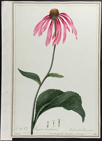 Original Watercolor of Coneflower - Rudbeckia purpurea after Knapp for Morison (according to