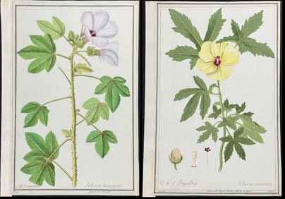 Pair of Original Watercolors of Hibiscus esculentus after Ledel & Herz for Cavanill & Jacquin