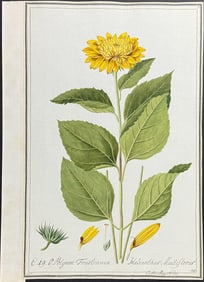 Original Watercolor of Sunflower - Helianthus Multiflorus after Ledel for Curtis (according to