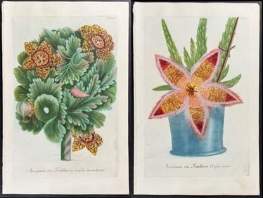 Weinmann - 3 Stapelia or Carrion Flower Engravings